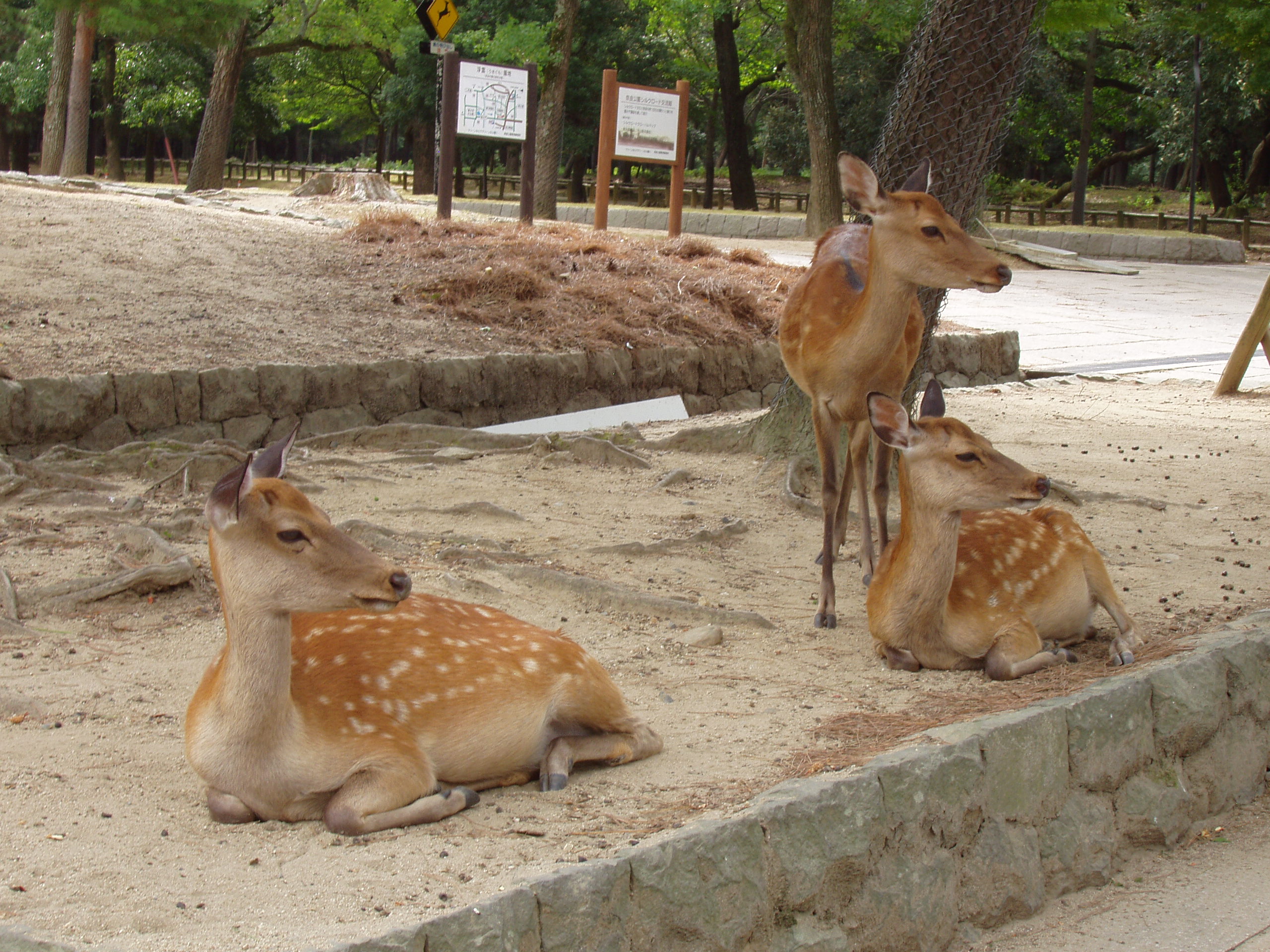 Deers run free in Nara, Japan