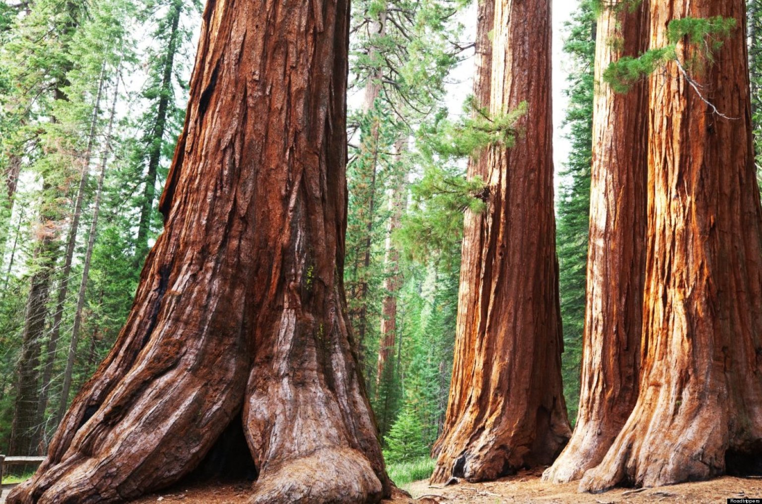 Sequoia National Park, CA